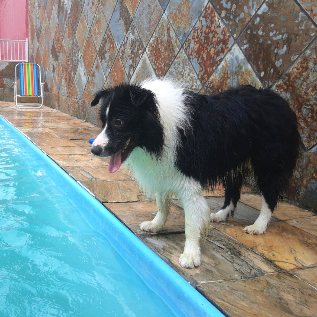 border collie na creche