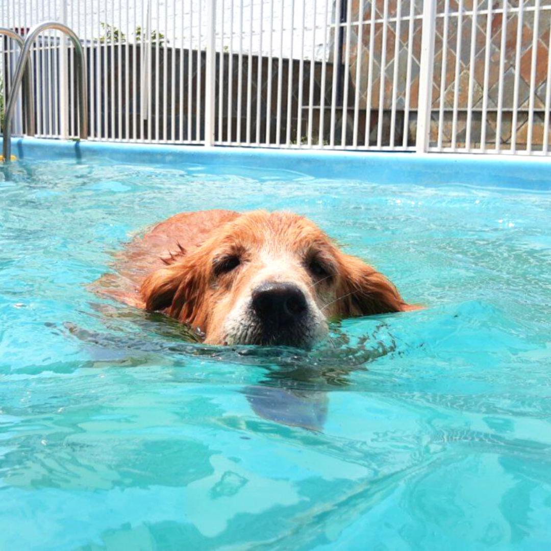 golden retriever natação