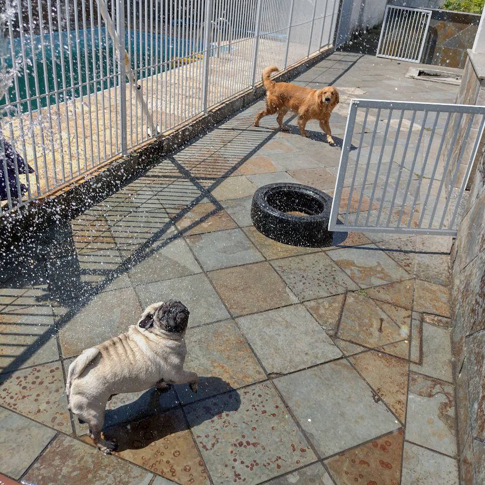 Pug e Golden brincando