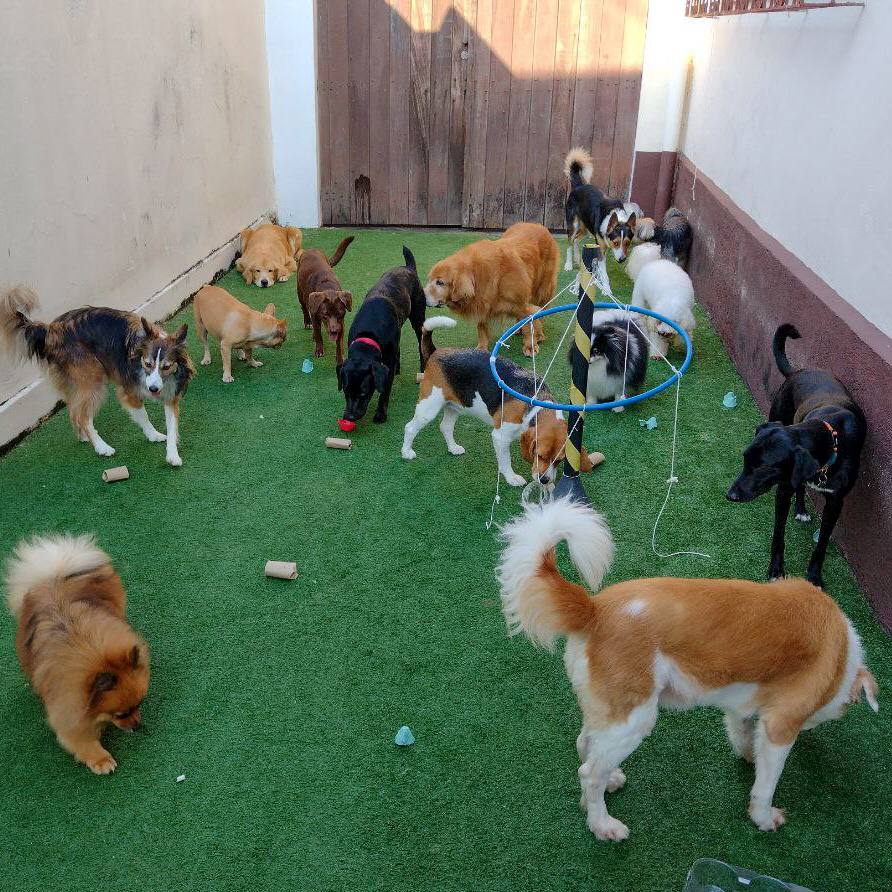 Cães na caça ao petisco